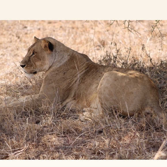 Conserve & Protect Stone Bracelet with Elephant Charm - Picture 5 of 8